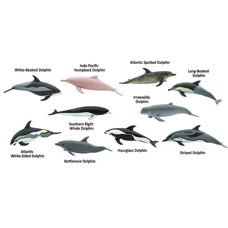 Illustration of eight different Dolphin TOOB® Figurines Dolphins figurines with identifying labels, including white-beaked, indo pacific humpback, atlantic spotted, long-beaked, irrawaddy, southern