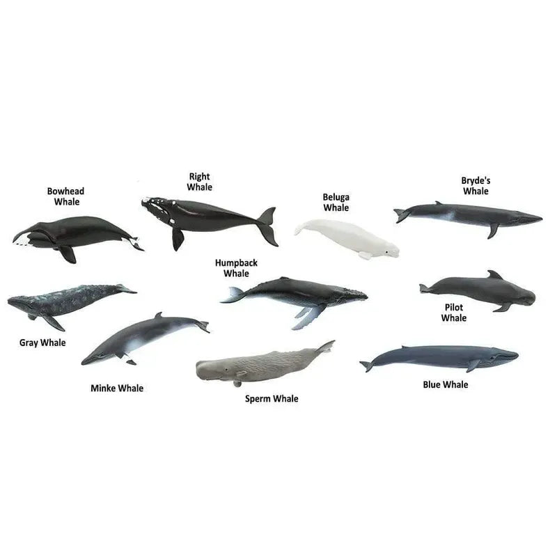 Illustration of various types of TOOB® Figurines Whales including bowhead, right, bryde's, beluga, humpback, pilot, gray, minke, sperm, and blue whale.