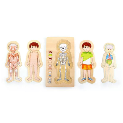 A group of Body Puzzle Boy - 4 layers wooden toy figures of people.