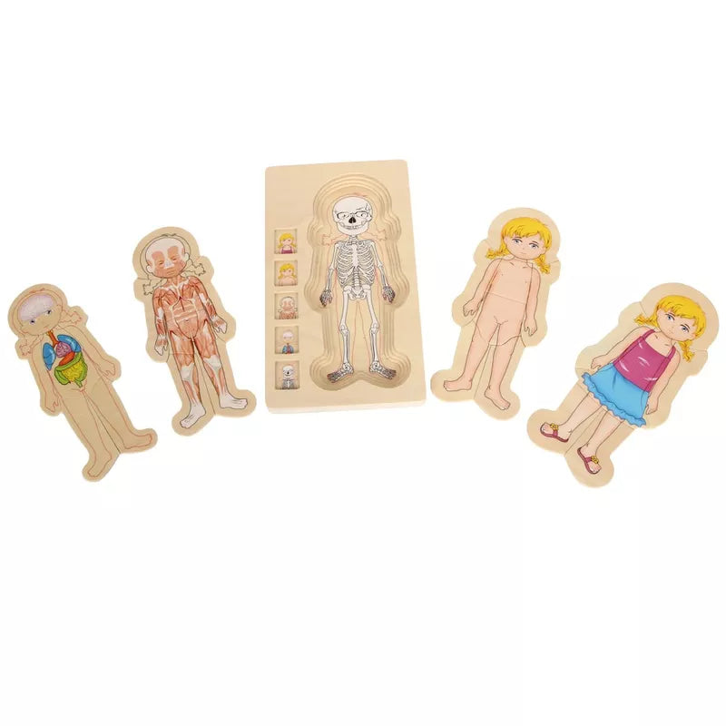 A set of four wooden cutouts of Body Puzzle Girl - 4 layers.