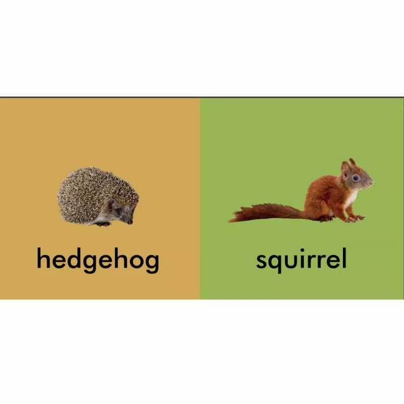 A delightful picture of a hedgehog and a squirrel, perfect for My First Book of Irish Wildlife, a baby board book on wildlife.