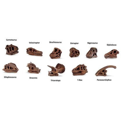 a group of TOOBS® Figurines Dinosaur Skulls on a white background.