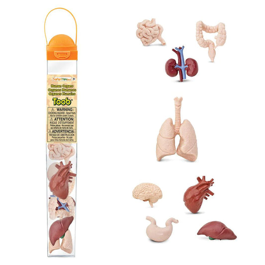 A TOOBS® Figurines Human Organs model in a package.