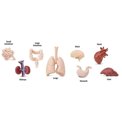 A group of TOOBS® Figurines Human Organs.