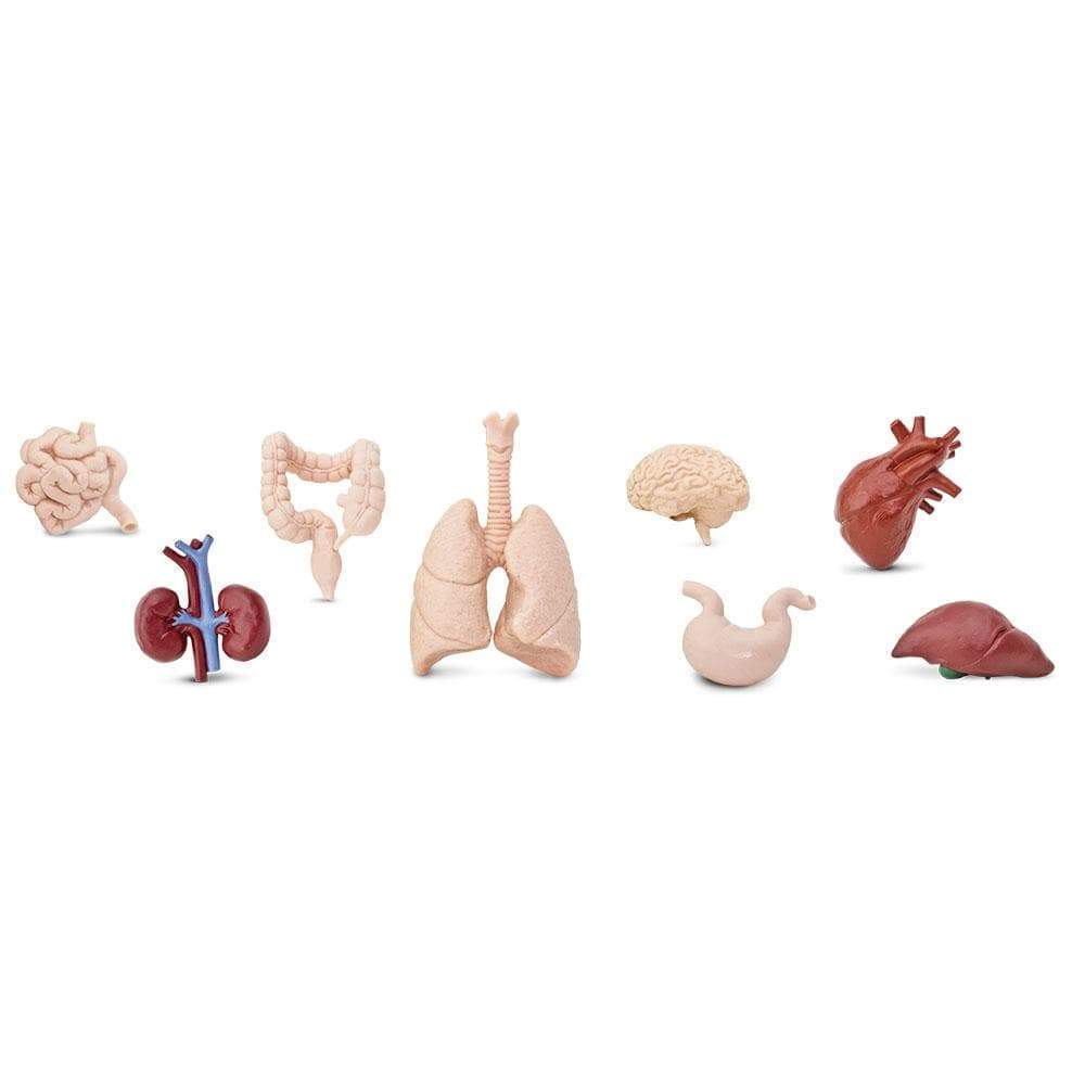 a group of different types of human body parts.